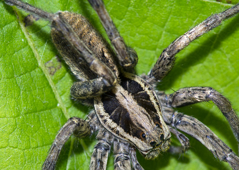 Lycosidae:  Hogna radiata - L''Aquila